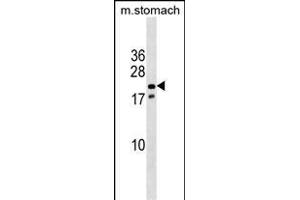 Mouse Nkx3-1 Antibody (Center) (ABIN1538513 and ABIN2838313) western blot analysis in mouse stomach tissue lysates (35 μg/lane). (NKX3-1 Antikörper  (AA 58-86))
