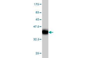 Western Blotting (WB) image for anti-Caspase 1 (CASP1) (AA 1-100) antibody (ABIN560170)