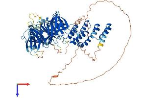 WDPCP Protein (AA 1-746) (His tag)