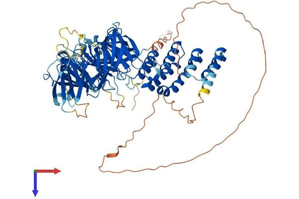 WDPCP Protein (AA 1-746) (His tag)