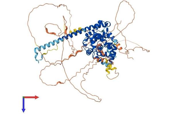 TBC1D12 Protein (AA 1-775) (His tag)