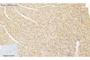 Immunohistochemical analysis of paraffin-embedded mouse heart tissue. (DNMT3B Antikörper  (AA 1-80))