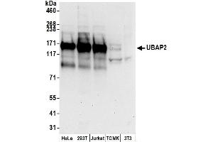 anti-Ubiquitin Associated Protein 2 (UBAP2) (AA 450-500) antibody
