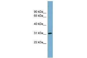 WB Suggested Anti-RNF144B Antibody Titration:  0. (RNF144B Antikörper  (Middle Region))