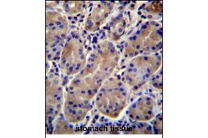 KCNJ13 Antibody (N-term) (ABIN656321 and ABIN2845620) immunohistochemistry analysis in formalin fixed and paraffin embedded human stomach tissue followed by peroxidase conjugation of the secondary antibody and DAB staining. (KCNJ13 Antikörper  (N-Term))