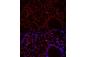 Immunofluorescence analysis of mouse lung cells using NLRC4 Rabbit pAb (ABIN6129418, ABIN6144657, ABIN6144659 and ABIN6223243) at dilution of 1:100 (40x lens). (NLRC4 Antikörper  (AA 1-250))
