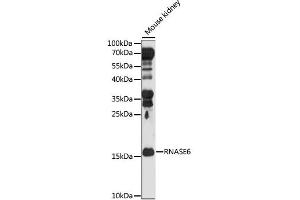 Western blot analysis of extracts of Mouse kidney, using RNASE6 antibody. (RNASE6 Antikörper)