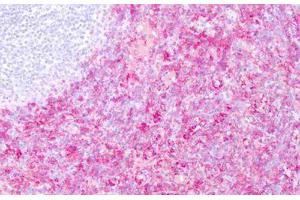 Image no. 1 for anti-CD16 (CD16) antibody (ABIN1502300) (CD16 Antikörper)