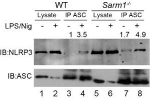 Endogenous co-immunoprecipitation of ASC and NLRP3 in WT or Sarm1-/- iBMDMs following NLRP3 inflammasome activation.