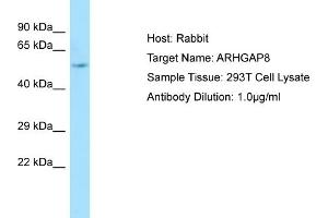 Western Blotting (WB) image for anti-rho GTPase Activating Protein 8 (ARHGAP8) (Middle Region) antibody (ABIN2790172)