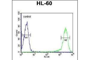 CALCR Antibody (C-term) (ABIN651875 and ABIN2840433) flow cytometric analysis of HL-60 cells (right histogram) compared to a negative control cell (left histogram). (Calcitonin Receptor Antikörper  (AA 465-494))