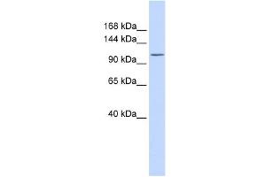 ATP2B3 Antikörper  (N-Term)