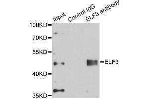 Immunoprecipitation analysis of 150ug extracts of A549 cells using 3ug ELF3 antibody (ABIN6292050). (ELF3 Antikörper)