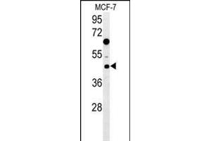 DNAJA1 Antibody (Center) (ABIN652030 and ABIN2840506) western blot analysis in MCF-7 cell line lysates (35 μg/lane). (DNAJA1 Antikörper  (AA 294-323))