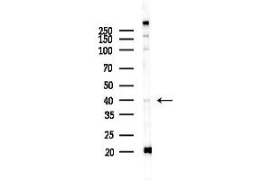 anti-Upstream Transcription Factor 2, C-Fos Interacting (USF2) (Internal Region) antibody