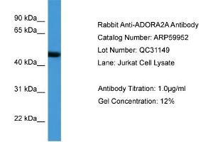 WB Suggested Anti-ADORA2A  Antibody Titration: 0. (Adenosine A2a Receptor Antikörper  (N-Term))