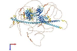 AlphaFold protein structure predicition of Mouse Recombinant Camta2 Protein, UniprotID Q80Y50