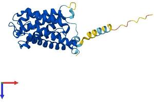 AQP2 Protein (AA 1-271) (His tag)