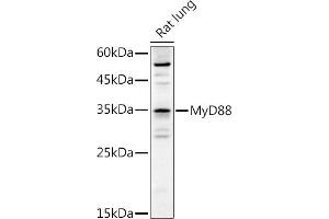 Western blot analysis of extracts of Rat lung, using MyD88 antibody (ABIN6128257, ABIN6144228, ABIN6144229 and ABIN6213986) at 1:1000 dilution. (MYD88 Antikörper  (AA 60-309))