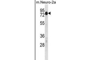 Mouse Csrnp2 Antibody (N-term) (ABIN1539328 and ABIN2850074) western blot analysis in mouse Neuro-2a cell line lysates (35 μg/lane).
