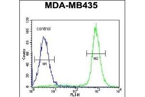 IBTK Antibody (Center) (ABIN654688 and ABIN2844380) flow cytometric analysis of MDA-M cells (right histogram) compared to a negative control cell (left histogram). (IBTK Antikörper  (AA 586-613))