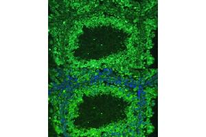 Immunofluorescence analysis of mouse testis cells using  antibody  at dilution of 1:100. (ASZ1 Antikörper  (AA 1-350))