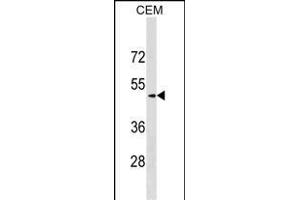 SCG3 Antibody (C-term) (ABIN1537227 and ABIN2849098) western blot analysis in CEM cell line lysates (35 μg/lane). (SCG3 Antikörper  (C-Term))