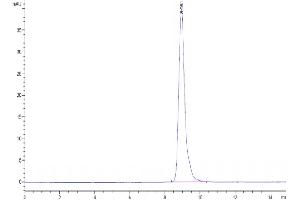 The purity of Cynomolgus MICA is greater than 95 % as determined by SEC-HPLC. (MICA Protein (AA 1-284) (His tag))
