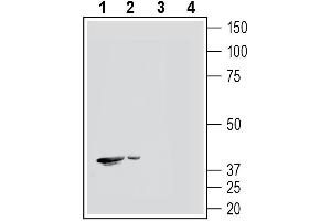 Western blot analysis of human  monocytic leukemia cell line lysates (lanes 1 and 3) and human  promyelocytic leukemia cell line lysates (lanes 2 and 4):1-2. (HCAR2 Antikörper  (Extracellular))