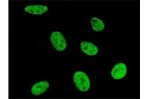 Immunofluorescence of purified MaxPab antibody to SNRPA on HeLa cell. (SNRPA1 Antikörper  (AA 1-282))