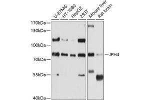 Western blot analysis of extracts of various cell lines, using JPH4 antibody (ABIN6128148, ABIN6142666, ABIN6142667 and ABIN6214550) at 1:1000 dilution. (Junctophilin 4 Antikörper  (AA 405-605))