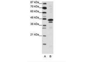 Image no. 1 for anti-Cytosolic Iron-Sulfur Protein Assembly 1 (CIAO1) (AA 251-300) antibody (ABIN6736134) (CIAO1 Antikörper  (AA 251-300))