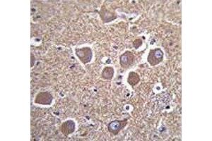 Immunohistochemistry (IHC) image for anti-Tubulin, beta 2B (TUBB2B) (AA 12-39) antibody (ABIN3029343)