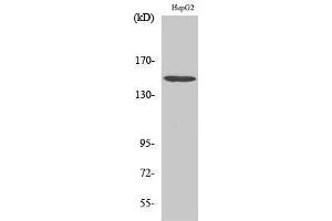 Western Blotting (WB) image for anti-phospholipase C, beta 3 (Phosphatidylinositol-Specific) (PLCB3) (Thr236) antibody (ABIN3180269) (PLCB3 Antikörper  (Thr236))