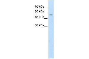 ABCD4 antibody used at 1. (ABCD4 Antikörper)