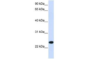 PILRB antibody used at 1 ug/ml to detect target protein.