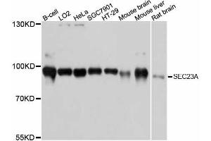 Western blot analysis of extracts of various cell lines, using SEC23A antibody. (SEC23A Antikörper  (AA 1-150))