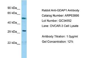 Western Blotting (WB) image for anti-Ganglioside-Induced Differentiation-Associated Protein 1 (GDAP1) (C-Term) antibody (ABIN2789657) (GDAP1 Antikörper  (C-Term))