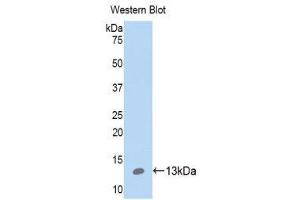 Western Blotting (WB) image for anti-S100 Calcium Binding Protein A10 (S100A10) (AA 1-96) antibody (ABIN1078494) (S100A10 Antikörper  (AA 1-96))