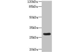 Western blot All lanes: MORN3 antibody at 2 μg/mL + Mouse kidney tissue Secondary Goat polyclonal to rabbit IgG at 1/10000 dilution Predicted band size: 28, 19 kDa Observed band size: 28 kDa (MORN3 Antikörper  (AA 1-240))