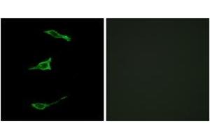 Immunofluorescence analysis of LOVO cells, using FFAR1 Antibody. (FFAR1 Antikörper  (AA 185-234))