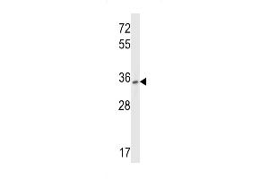 Western blot analysis in HepG2 cell line lysates (35ug/lane). (P2RY10 Antikörper  (AA 125-153))
