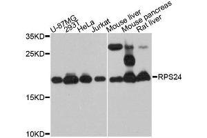 Western blot analysis of extracts of various cell lines, using RPS24 antibody. (RPS24 Antikörper  (AA 1-130))