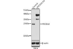 Western blot analysis of extracts from normal (control) and PDCD10 knockout (KO) HeLa cells, using PDCD10 antibody (ABIN7269539) at 1:1000 dilution. (PDCD10 Antikörper  (AA 1-212))