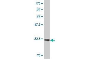 Western Blot detection against Immunogen (32. (MS4A2 Antikörper  (AA 1-59))