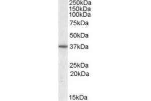 Western Blotting (WB) image for anti-Protein Phosphatase 2A Activator, Regulatory Subunit 4 (PPP2R4) (C-Term) antibody (ABIN2464148) (PPP2R4 Antikörper  (C-Term))