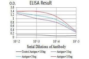 Black line: Control Antigen (100 ng),Purple line: Antigen (10 ng), Blue line: Antigen (50 ng), Red line:Antigen (100 ng) (BCL6 Antikörper  (AA 147-276))