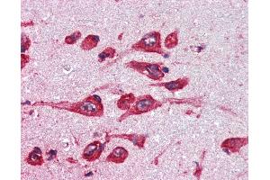 Anti-MAOB antibody IHC of human brain. (Monoamine Oxidase B Antikörper  (AA 331-343))