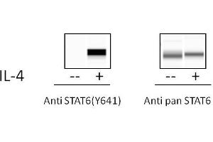 STAT6 ELISA Kit