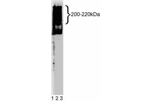 Western blot analysis of MAP4 on HepG2 lysate. (MAP4 Antikörper  (AA 583-702))